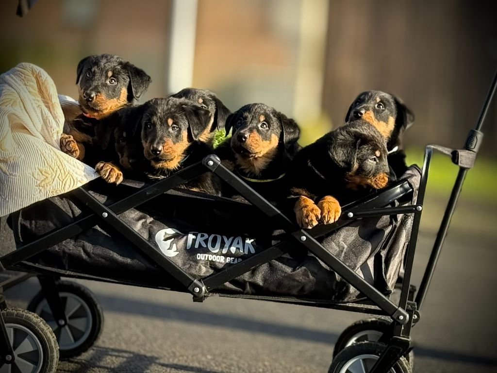 Chiot Berger de Beauce de la Tribu d'Olaff